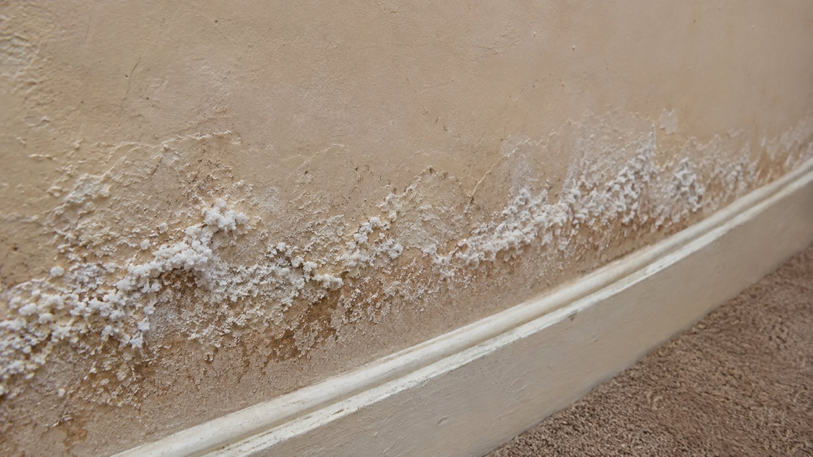 Salt crystals and damaged plaster on a damp wall